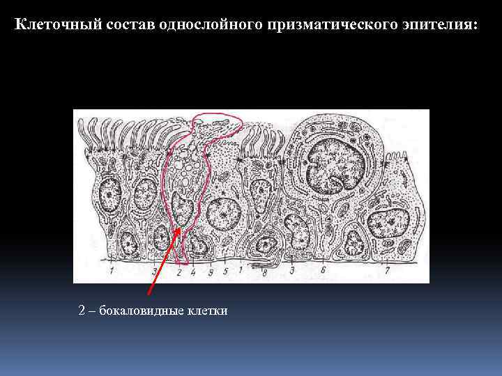 Клеточный состав однослойного призматического эпителия: 2 – бокаловидные клетки 
