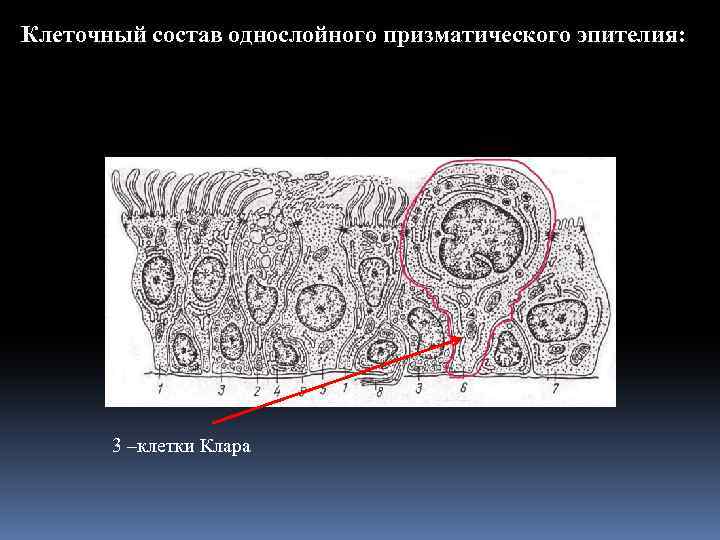Клеточный состав однослойного призматического эпителия: 3 –клетки Клара 