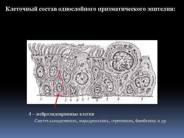 Клеточный состав однослойного призматического эпителия: 4 – нейроэндокринные клетки Синтез кальцитонина, норадреналина, серотонина, бомбезина