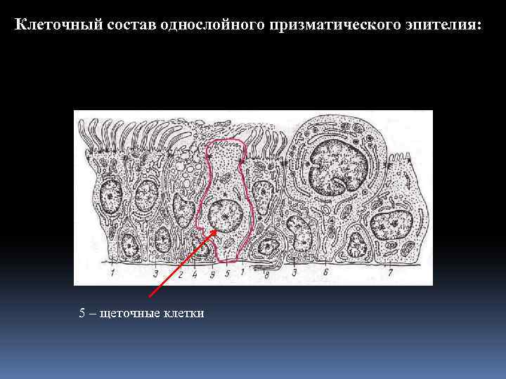 Клеточный состав однослойного призматического эпителия: 5 – щеточные клетки 