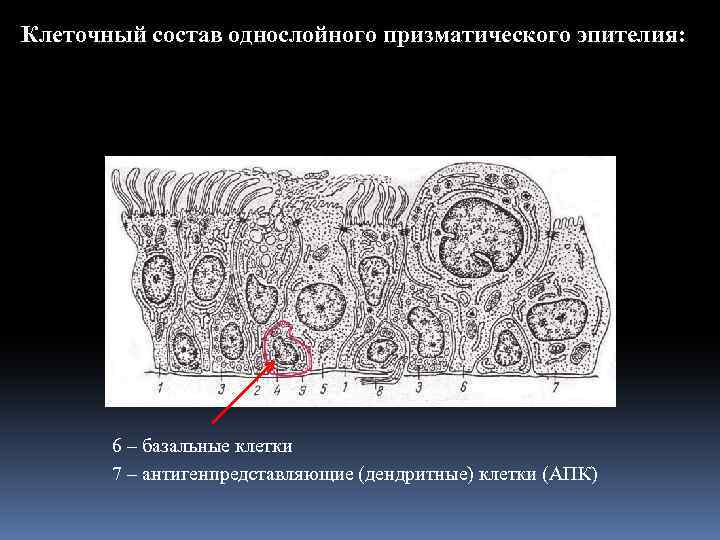 Клеточный состав однослойного призматического эпителия: 6 – базальные клетки 7 – антигенпредставляющие (дендритные) клетки