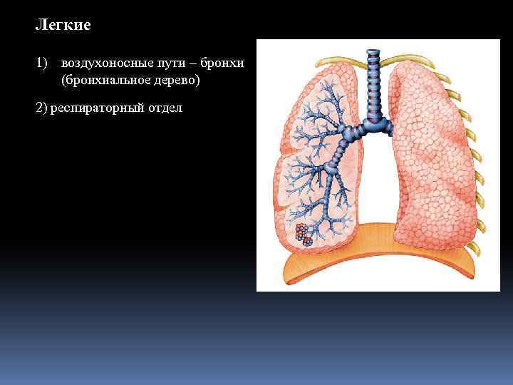 Легкие 1) воздухоносные пути – бронхи (бронхиальное дерево) 2) респираторный отдел 