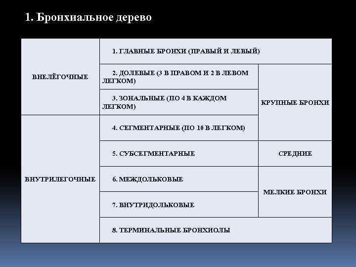 1. Бронхиальное дерево 1. ГЛАВНЫЕ БРОНХИ (ПРАВЫЙ И ЛЕВЫЙ) ВНЕЛЁГОЧНЫЕ 2. ДОЛЕВЫЕ (3 В