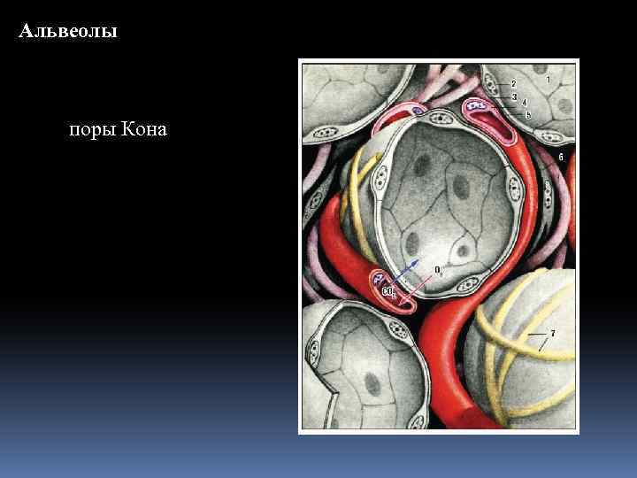 Альвеолы поры Кона 