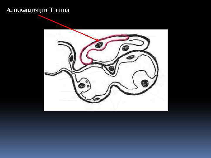 Альвеолоцит I типа 