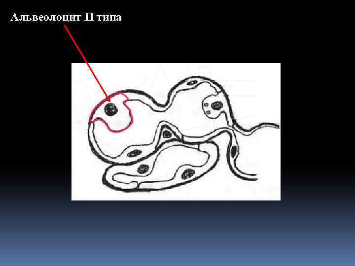 Альвеолоцит II типа 