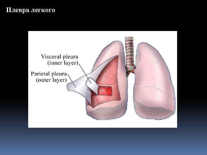 Плевра легкого 