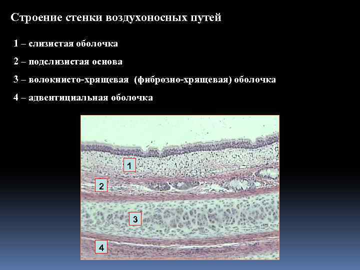 Какими цифрами обозначены изображения эпителиев воздухоносных путей