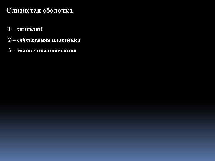 Слизистая оболочка 1 – эпителий 2 – собственная пластинка 3 – мышечная пластинка 