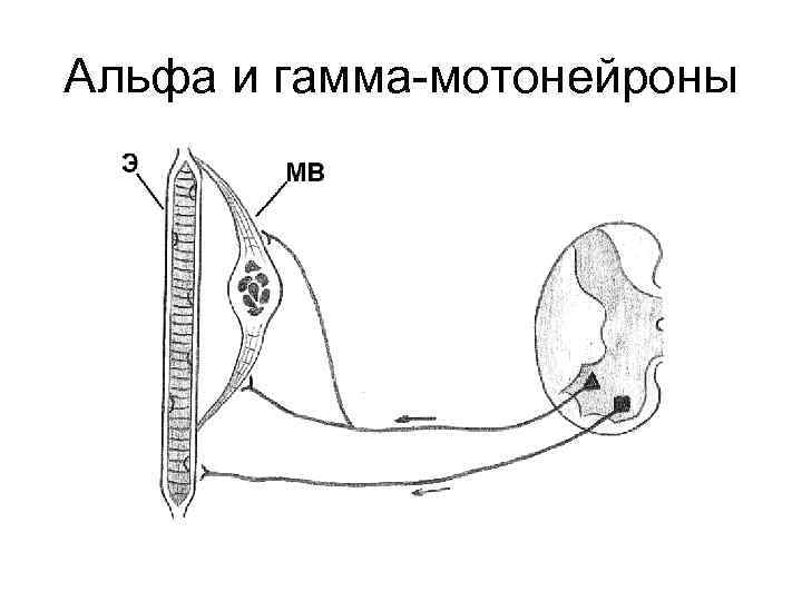 Альфа и гамма-мотонейроны 