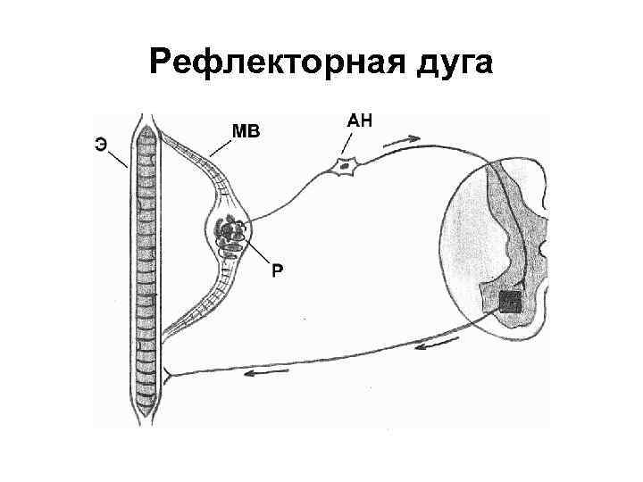 Рефлекторная дуга 