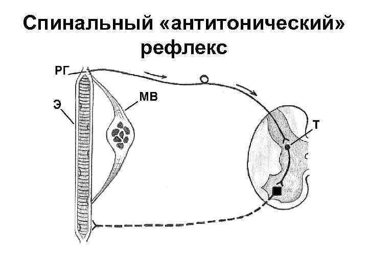 Спинальный «антитонический» рефлекс 