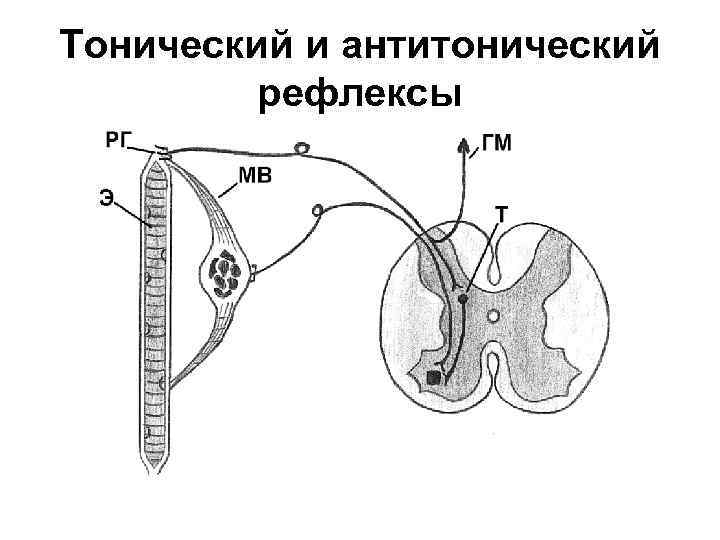 Тонический и антитонический рефлексы 