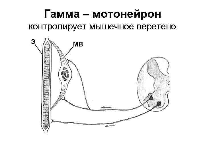 Тонуса скелетной мускулатуры