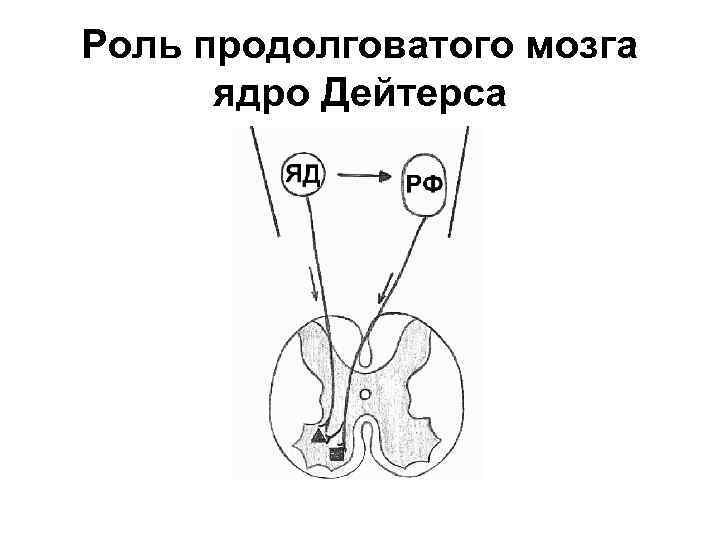 Роль продолговатого мозга ядро Дейтерса 