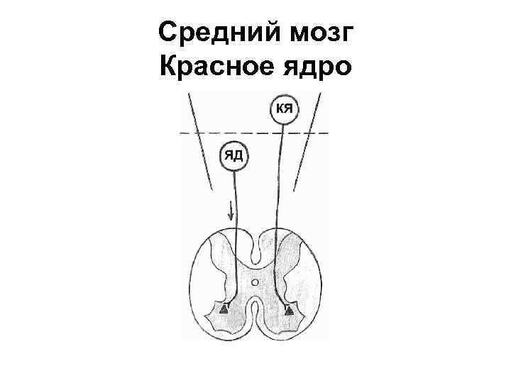 Средний мозг Красное ядро 