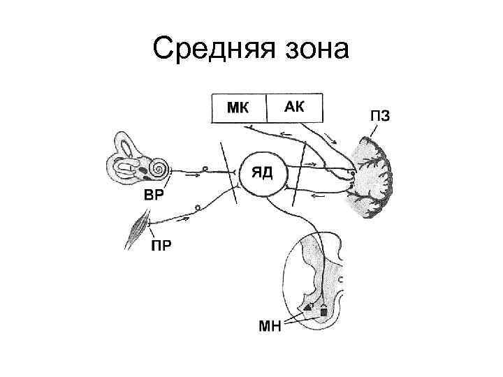 Регуляция движений