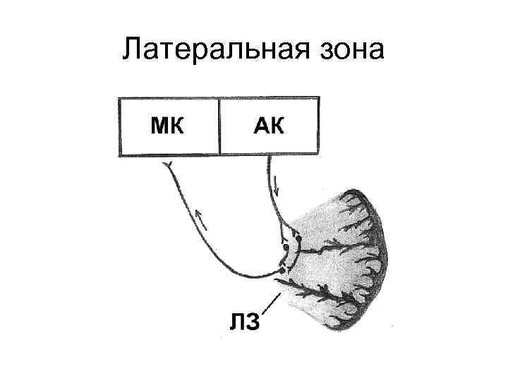 Латеральная зона 