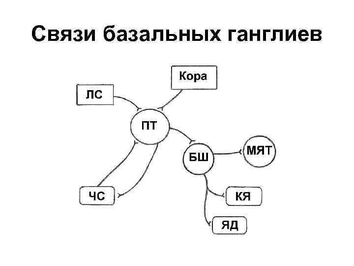 Связи базальных ганглиев 