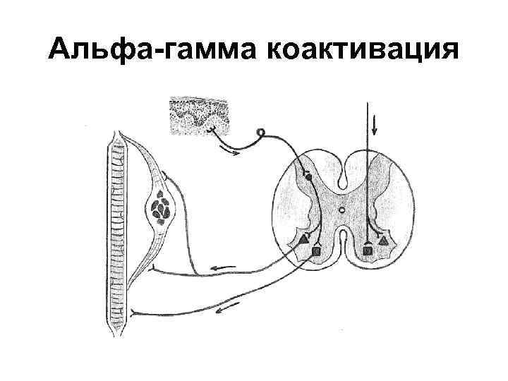 Альфа-гамма коактивация 