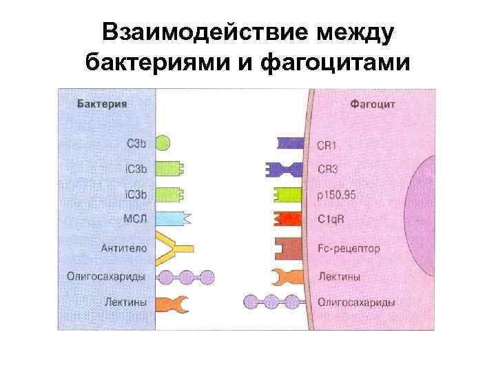 Формы взаимоотношений микроорганизмов. Взаимодействие бактерий в организме. Взаимоотношения между микроорганизмами. Взаимоотношения бактерий. Взаимоотношения между бактериями.