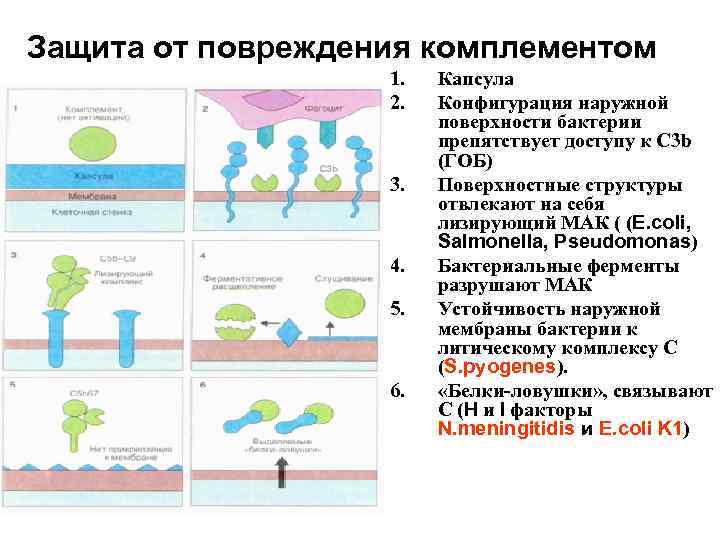 Защита от повреждения комплементом 1. 2. 3. 4. 5. 6. Капсула Конфигурация наружной поверхности