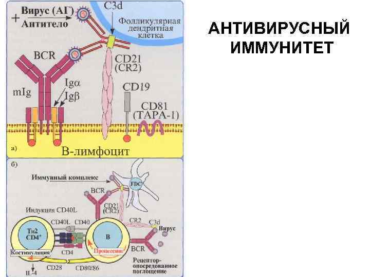 АНТИВИРУСНЫЙ ИММУНИТЕТ 