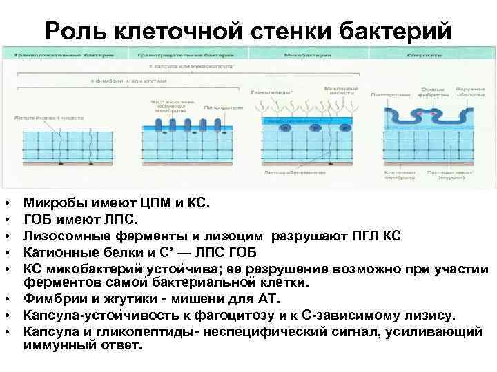 Роль клеточной стенки бактерий • • • Микробы имеют ЦПМ и КС. ГОБ имеют