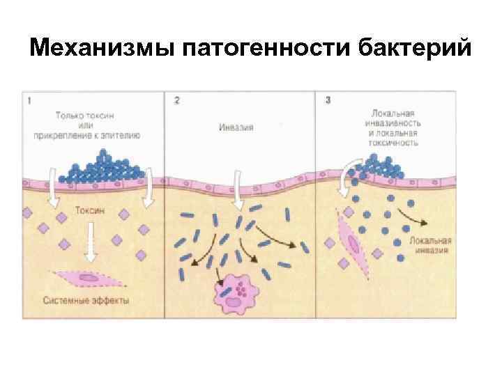 Механизмы патогенности бактерий 