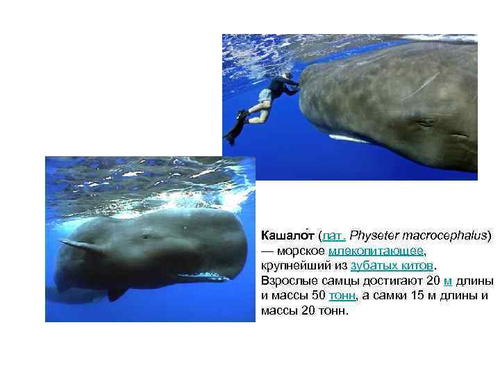 Кашало т (лат. Physeter macrocephalus) — морское млекопитающее, крупнейший из зубатых китов. Взрослые самцы