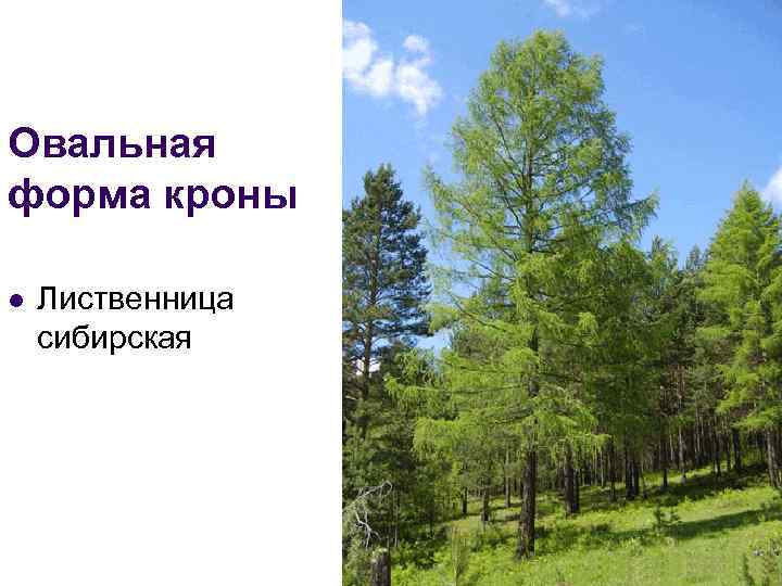 Овальная форма кроны l Лиственница сибирская 