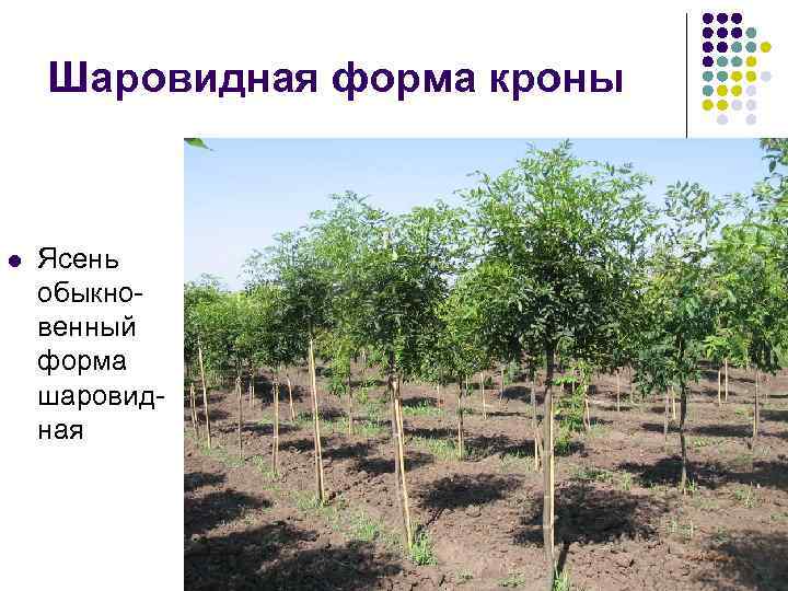 Шаровидная форма кроны l Ясень обыкновенный форма шаровидная 