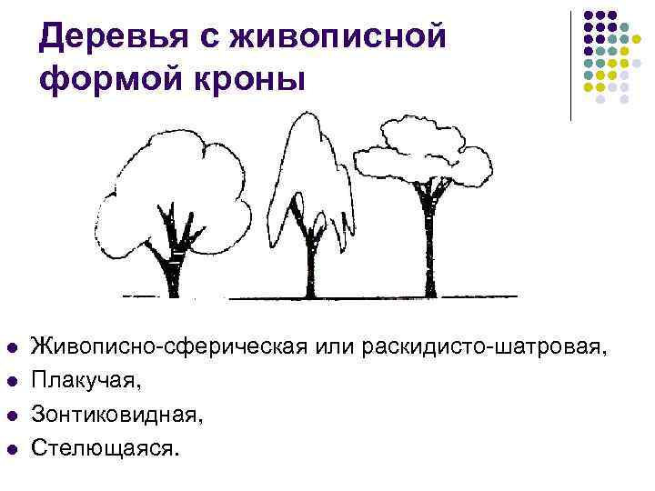 Декоративные качества кроны презентация