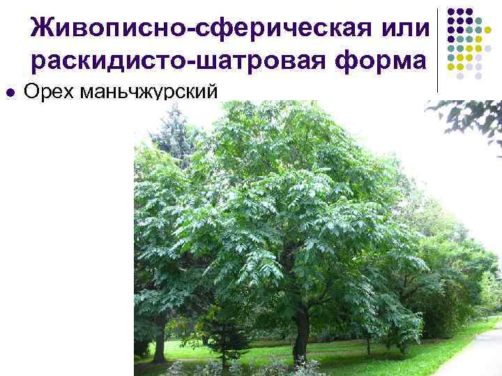 Живописно-сферическая или раскидисто-шатровая форма l Орех маньчжурский 
