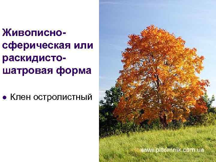 Живописносферическая или раскидистошатровая форма l Клен остролистный 
