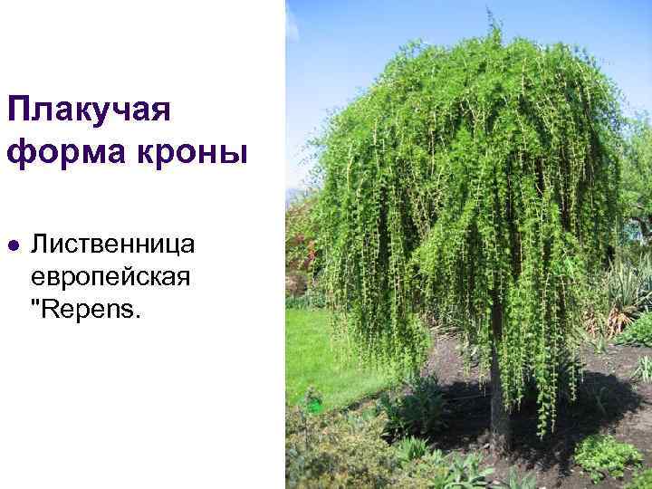 Плакучая форма кроны l Лиственница европейская 