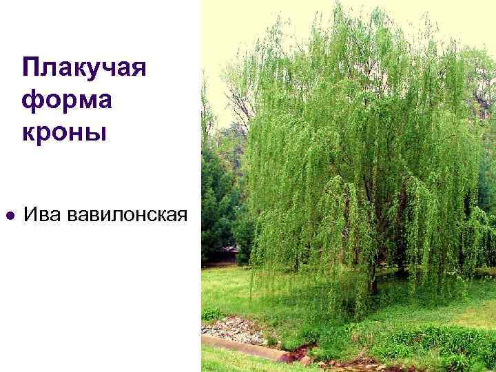 Плакучая форма кроны l Ива вавилонская 