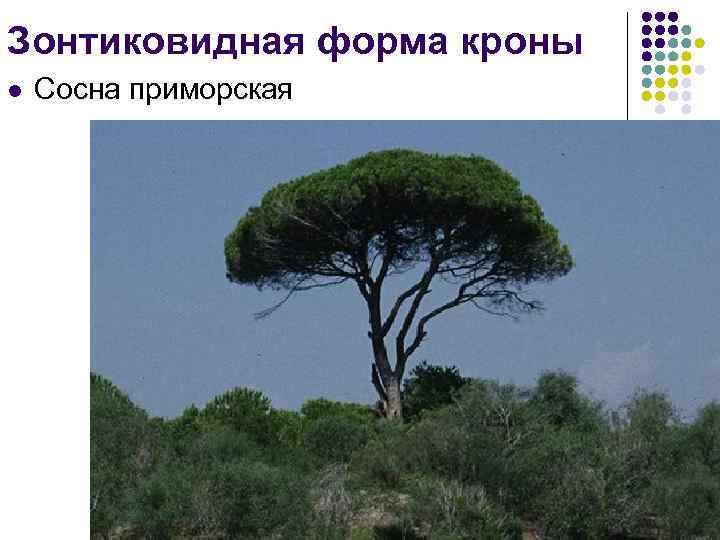 Зонтиковидная форма кроны l Сосна приморская 