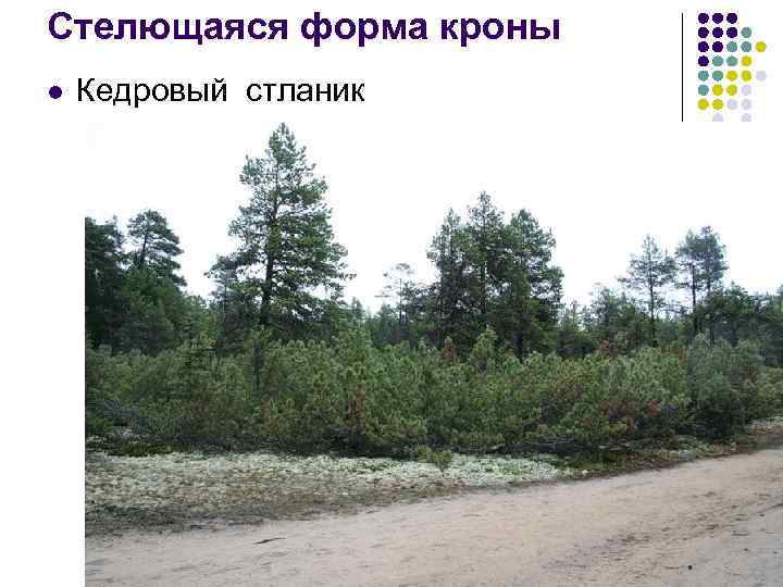 Стелющаяся форма кроны l Кедровый стланик 