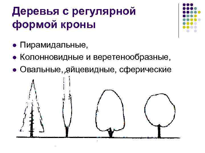 Деревья с регулярной формой кроны l l l Пирамидальные, Колонновидные и веретенообразные, Овальные, яйцевидные,