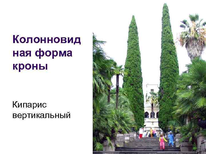 Колонновид ная форма кроны Кипарис вертикальный 