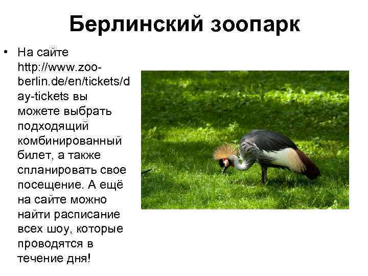 Берлинский зоопарк • На сайте http: //www. zooberlin. de/en/tickets/d ay-tickets вы можете выбрать подходящий