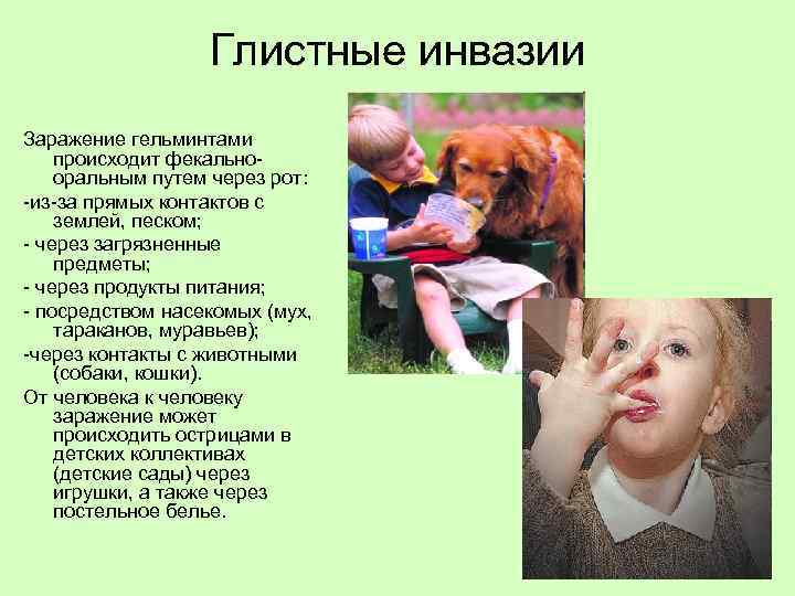 Глистные инвазии Заражение гельминтами происходит фекальнооральным путем через рот: -из-за прямых контактов с землей,