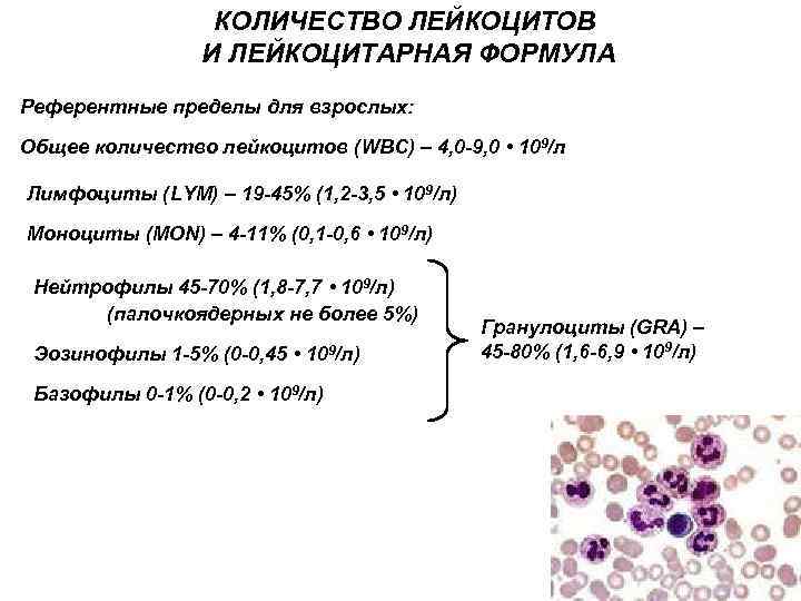 Пониженное содержание лимфоцитов в крови