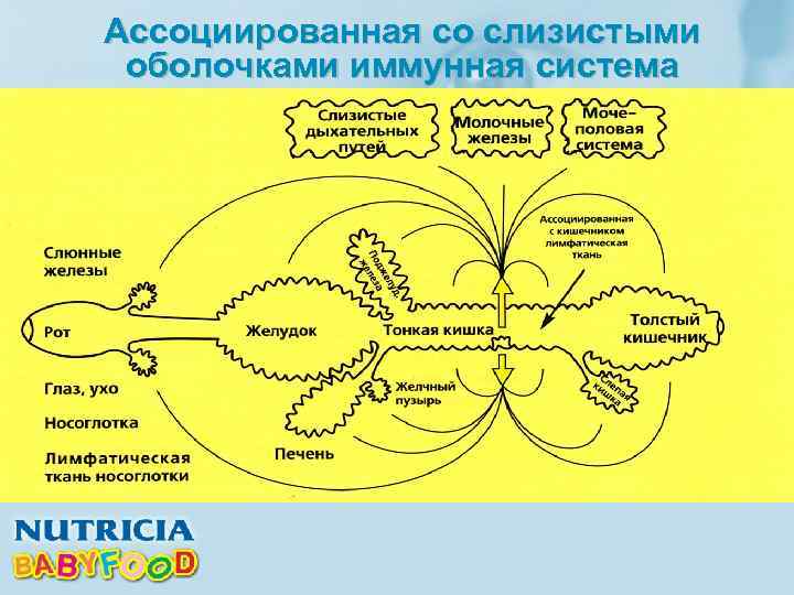 Ассоциированная со слизистыми оболочками иммунная система 