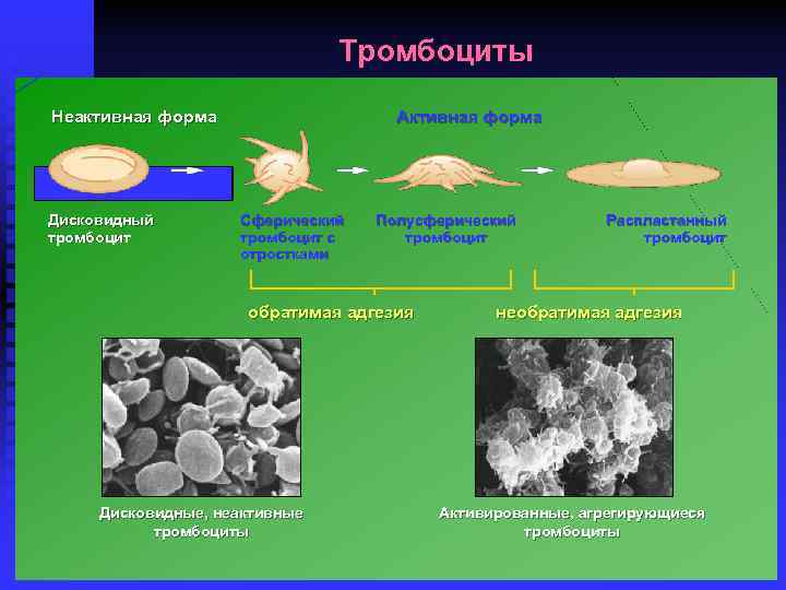 Тромбоциты Неактивная форма Дисковидный тромбоцит Активная форма Сферический тромбоцит с отростками Полусферический тромбоцит обратимая