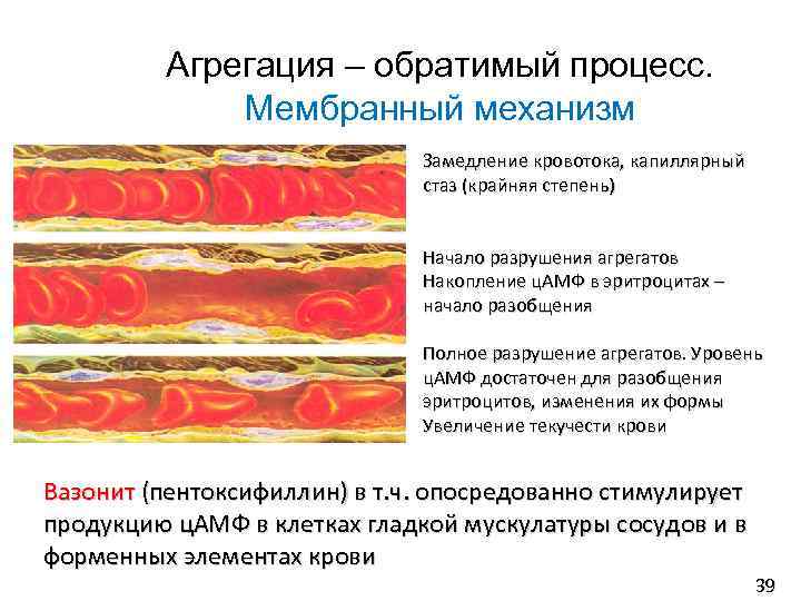 Агрегация – обратимый процесс. Мембранный механизм Замедление кровотока, капиллярный стаз (крайняя степень) Начало разрушения