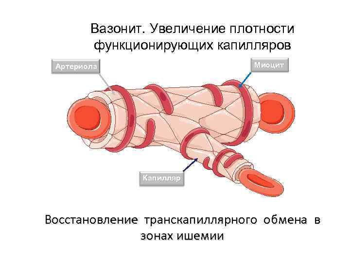 Вазонит. Увеличение плотности функционирующих капилляров Миоцит Артериола Капилляр Восстановление транскапиллярного обмена в зонах ишемии
