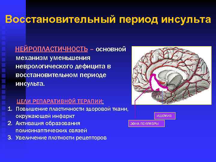 Восстановительный период инсульта НЕЙРОПЛАСТИЧНОСТЬ – основной механизм уменьшения неврологического дефицита в восстановительном периоде инсульта.