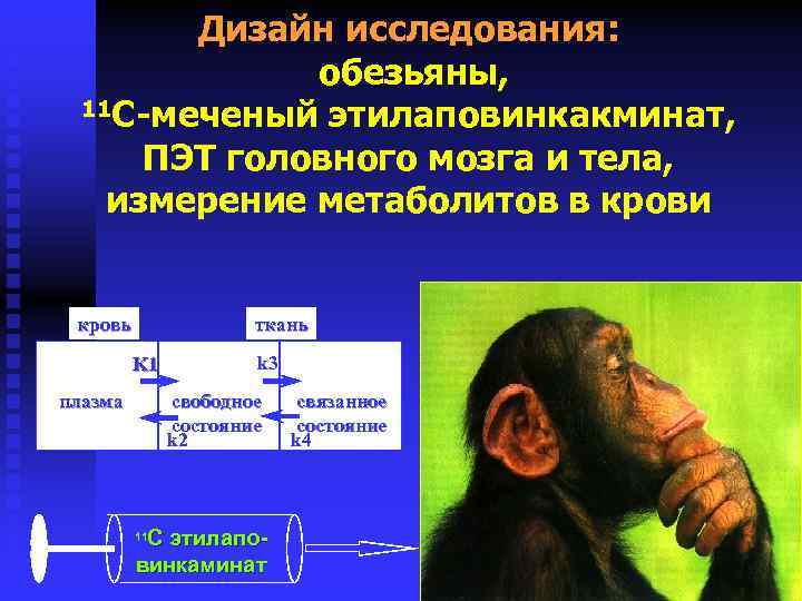 Дизайн исследования: обезьяны, 11 C-меченый этилаповинкакминат, ПЭТ головного мозга и тела, измерение метаболитов в